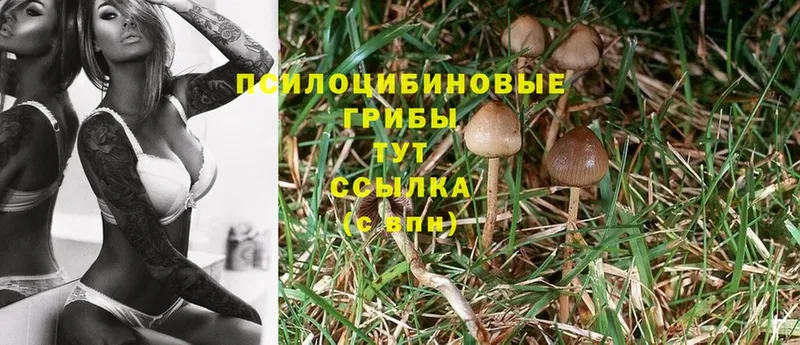 купить  сайты  Ефремов  Галлюциногенные грибы Psilocybine cubensis 